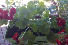 Geranium