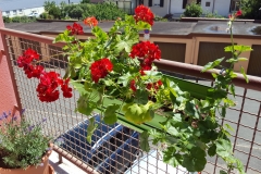 Geranium Rouge