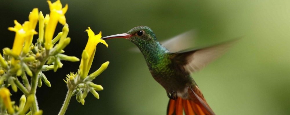 Colibri butinant une jolie fleur jaune