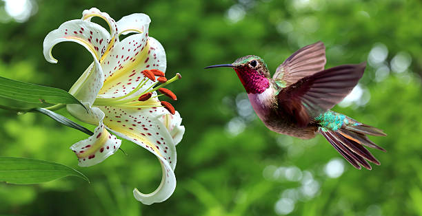 Très belle image d'un colibri
